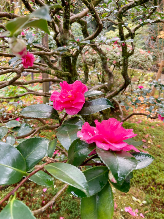 サザンカの花