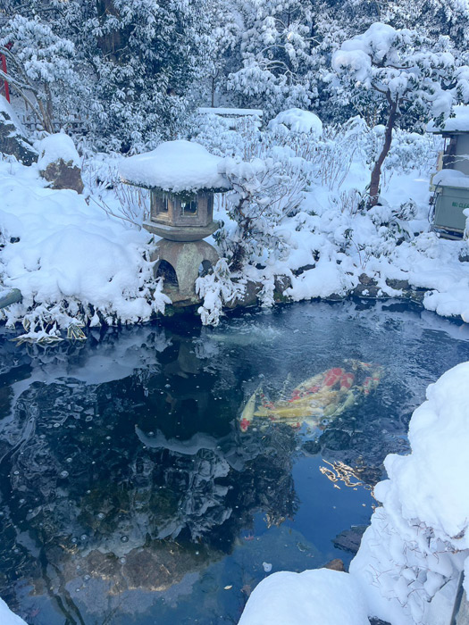 雪景色の灯篭と錦鯉の池