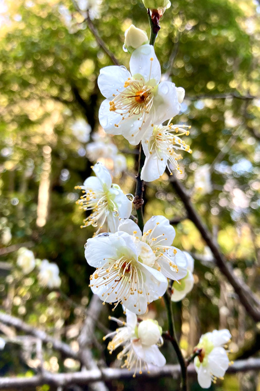 寺庭で咲きだした白梅の花
