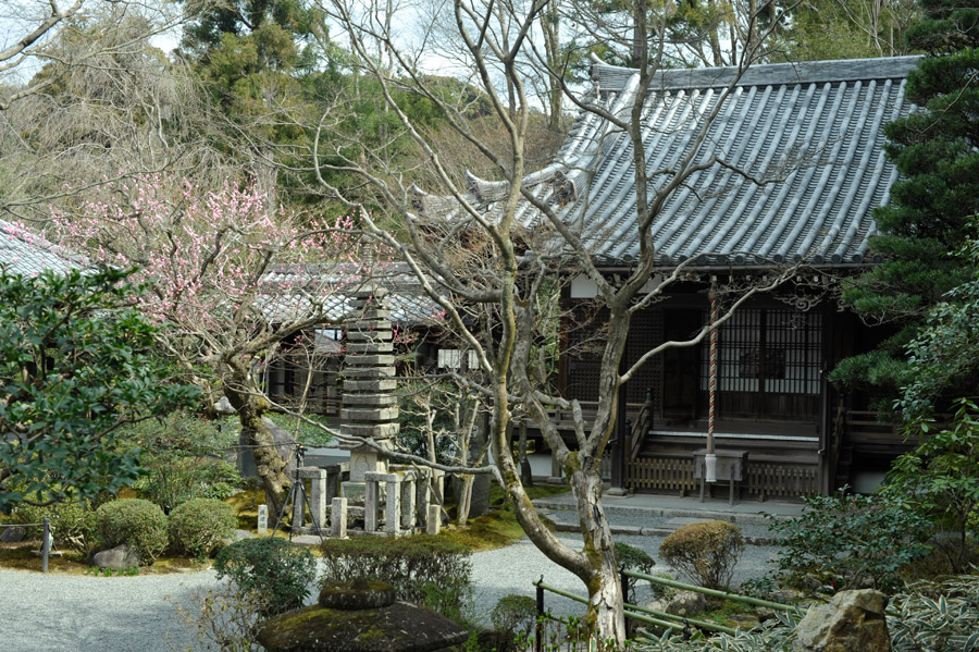 本堂横の紅梅の開花