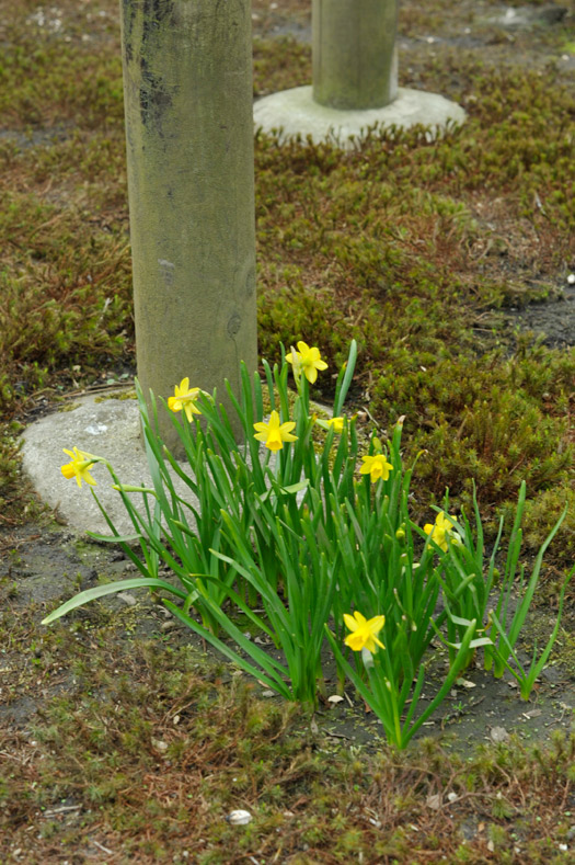 水仙‘ティタティタ’の開花（前庭）