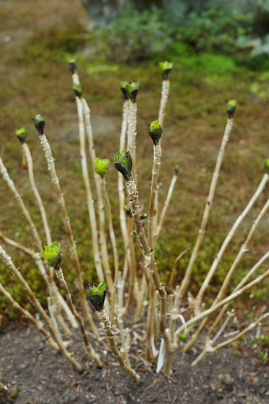 紫陽花の芽吹き