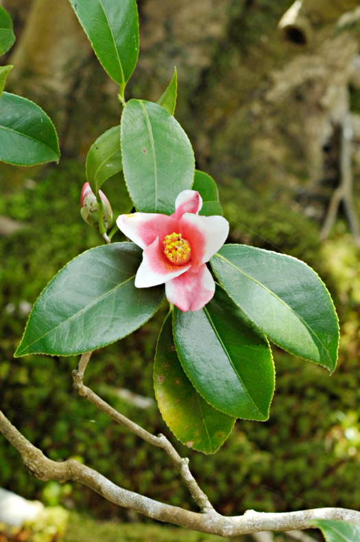 胡蝶侘助（こちょうわびすけ）の花