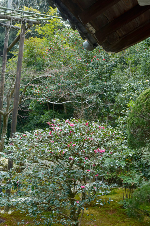 サザンカの背景には大木の椿