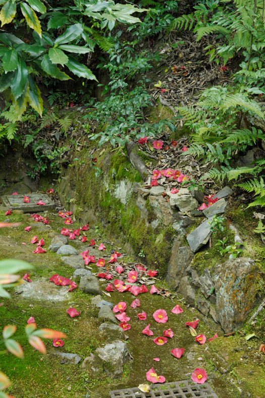 椿の花が庭のアクセント