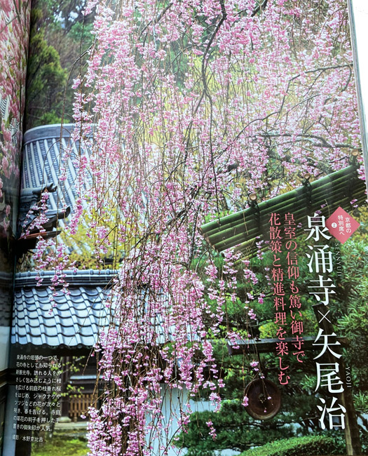 新善光寺のしだれ桜の紙面