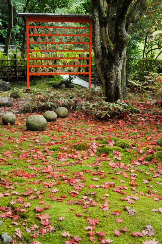 愛染堂横の苔の庭を覆う赤いモミジの葉