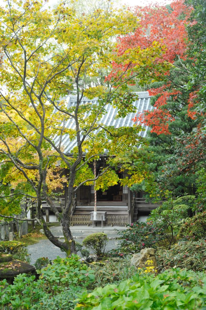 紫陽花の丘から本堂をのぞ（赤と黄色のモミジの紅葉）