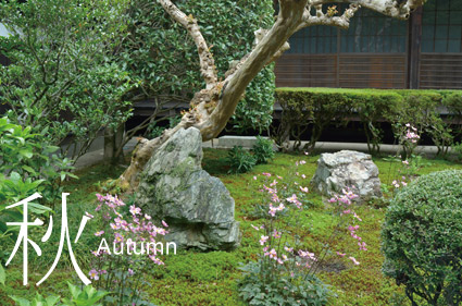 秋Autumn-シュウメイギクの咲く大方丈前の庭