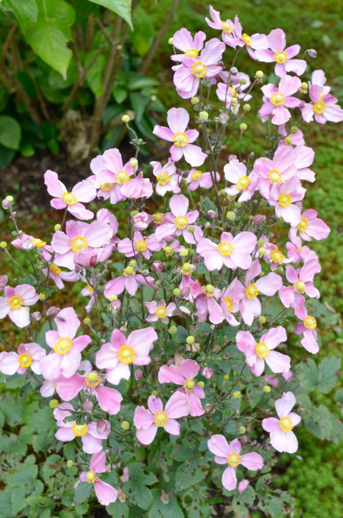 大方丈前の庭の秋明菊