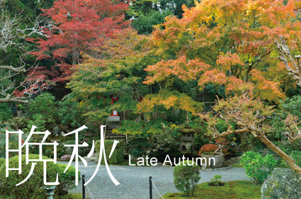 晩秋Late Autumn-紅葉の庭