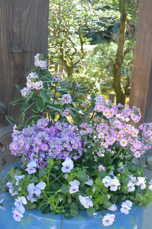 入口門の青い火鉢の寄せ植えも桜草に