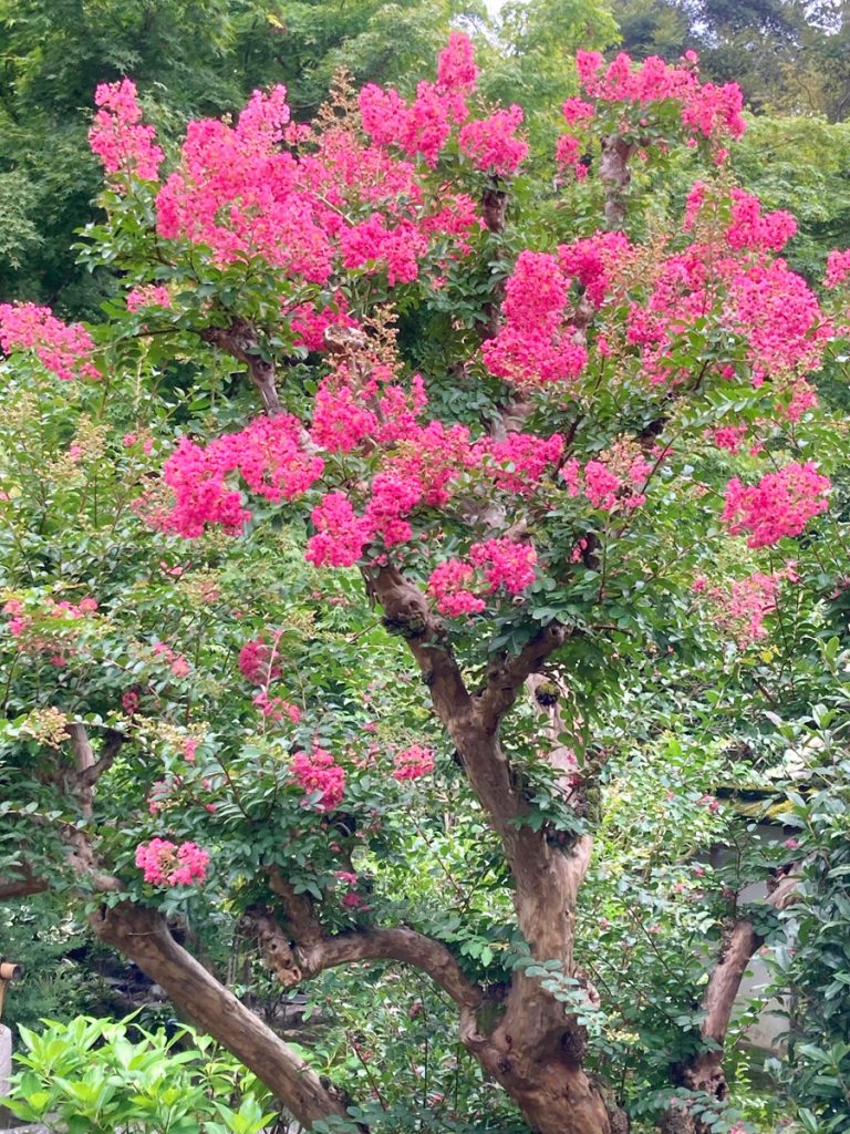 大方丈前の百日紅の花