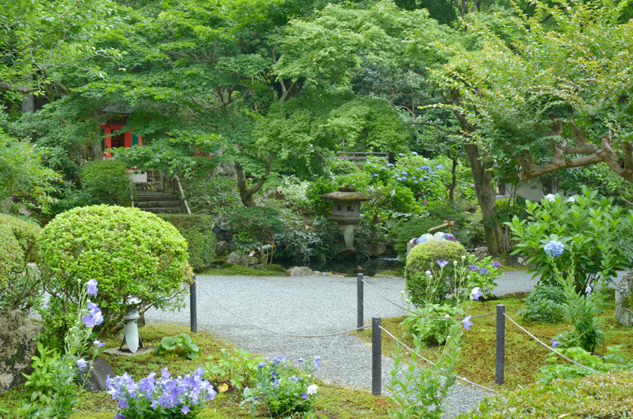 大方丈前を彩る青い桔梗の花