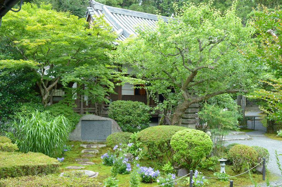 大方丈前を彩る青い桔梗の花