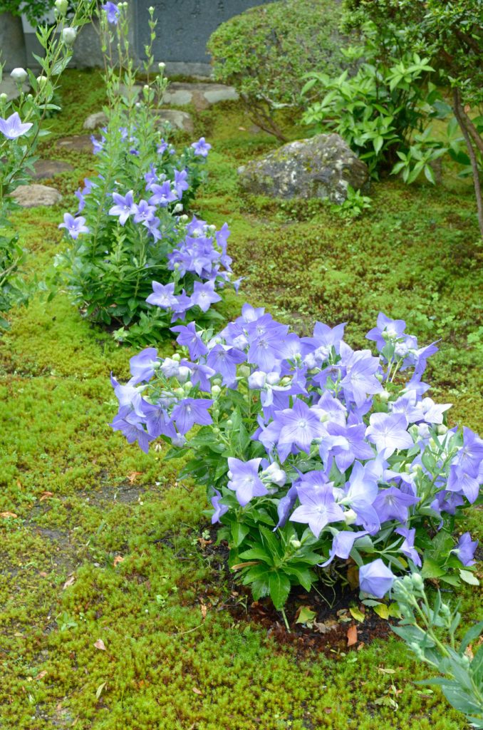 大方丈前を彩る青い桔梗の花
