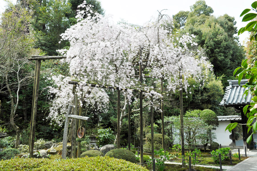 満開になった前庭のしだれ桜
