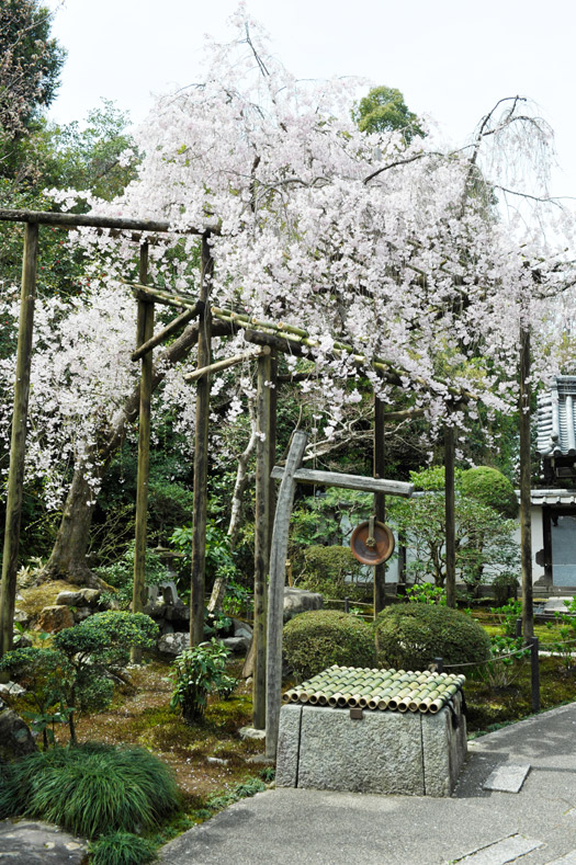 満開になった前庭のしだれ桜