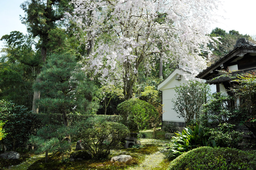 満開を迎えた大方丈奥のしだれ桜