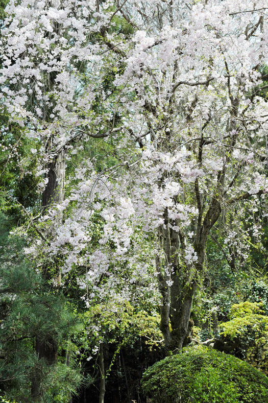 満開を迎えた大方丈奥のしだれ桜