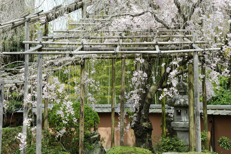 満開を迎えた中庭のしだれ桜