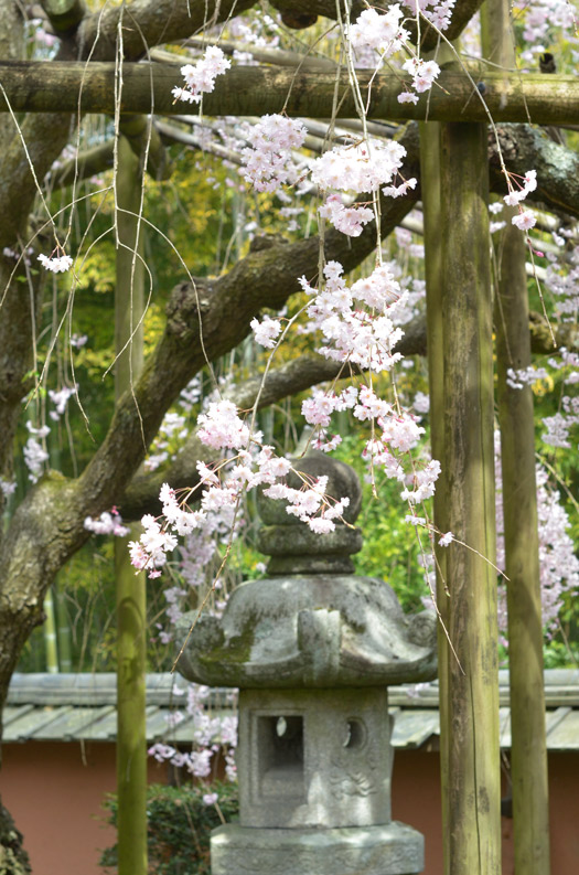 満開を迎えた中庭のしだれ桜