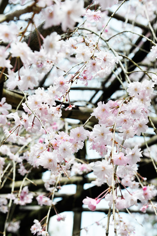 中庭のしだれ桜のクローズアップ写真