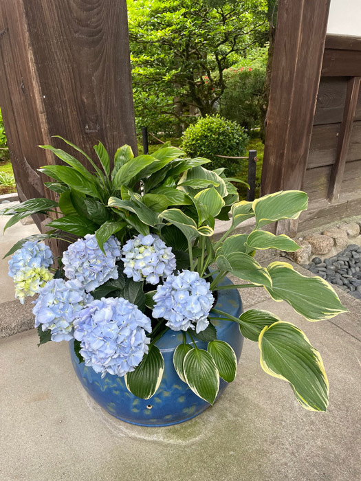 青い紫陽花が主役の表門の青い火鉢の寄せ植え