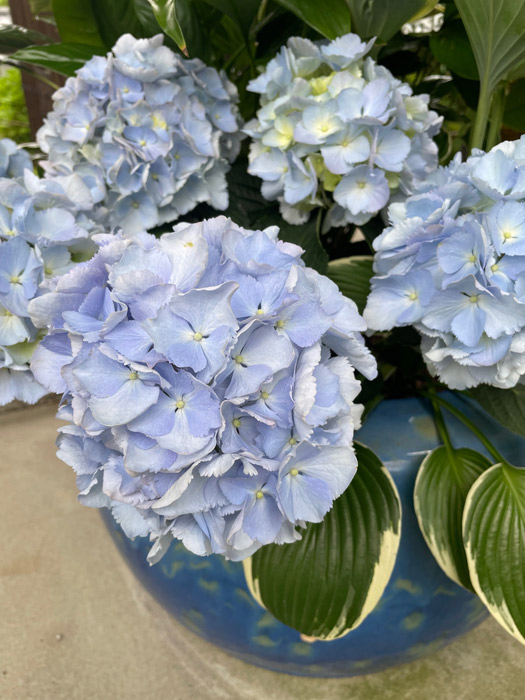表門の青い火鉢の寄せ植えの青い紫陽花