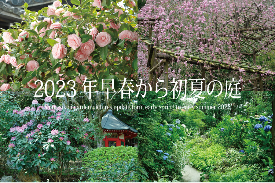 2023年早春から初夏の庭
Shinzenkoji pictures update from early spring to early summer 2023