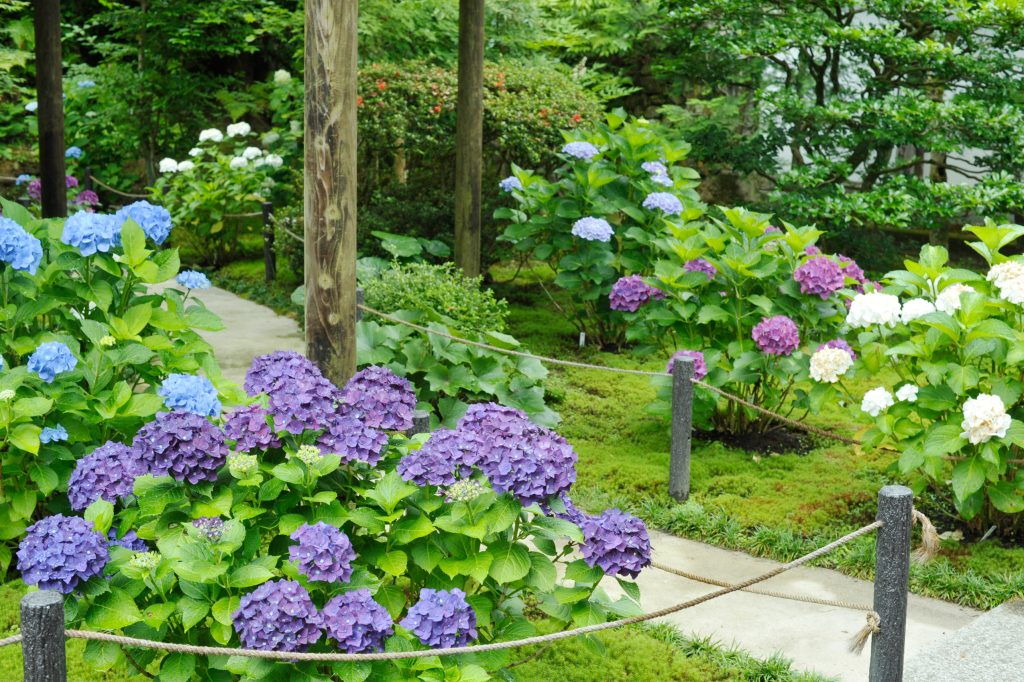 前庭の満開の紫陽花