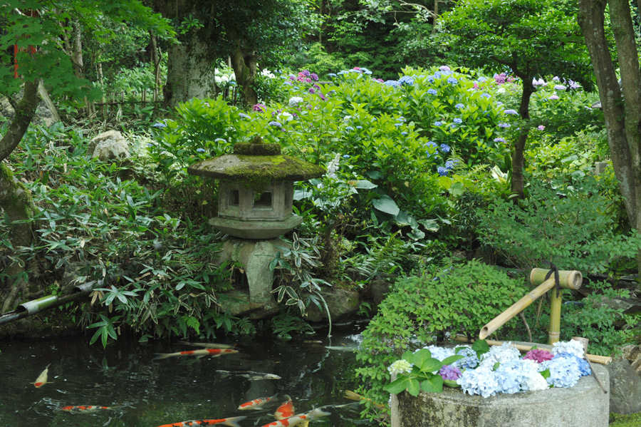 鯉の池の背景に咲く紫陽花の花