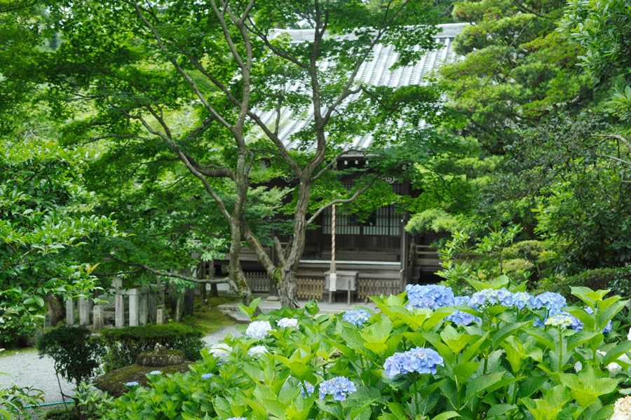 紫陽花の丘から本堂を望む