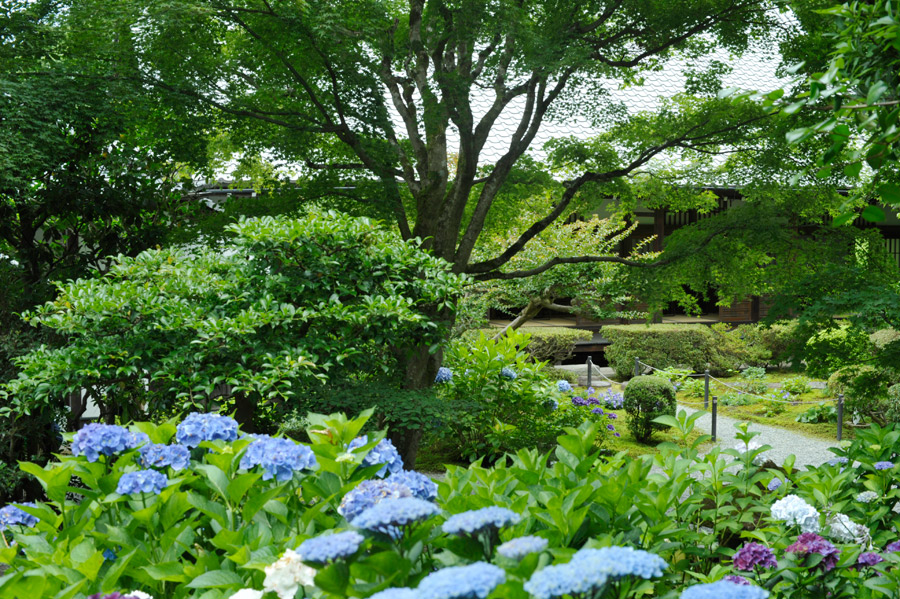 紫陽花の丘から大方丈を望む