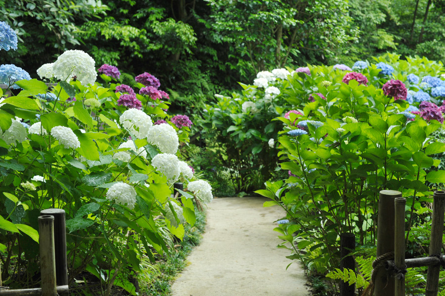 愛染堂から紫陽花の丘への遊歩道