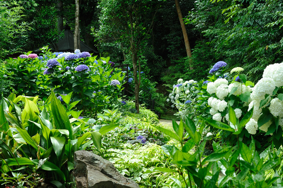 紫陽花の丘の遊歩道（青い紫陽花と白いアナベルの花）