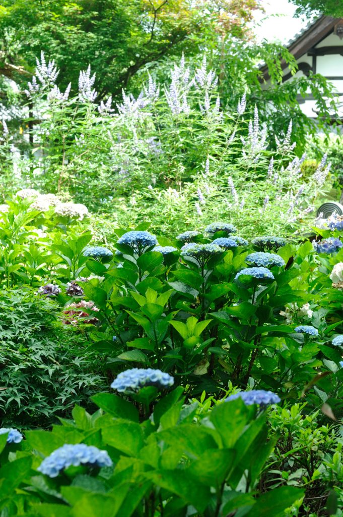 紫のニンジンボクをバックに咲く青い紫陽花（紫陽花の丘）