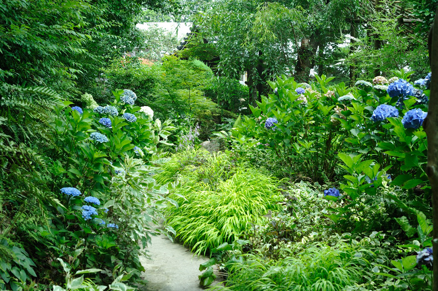 紫陽花の丘の遊歩道（真ん中に見えるのは涼し気なフウチソウ）