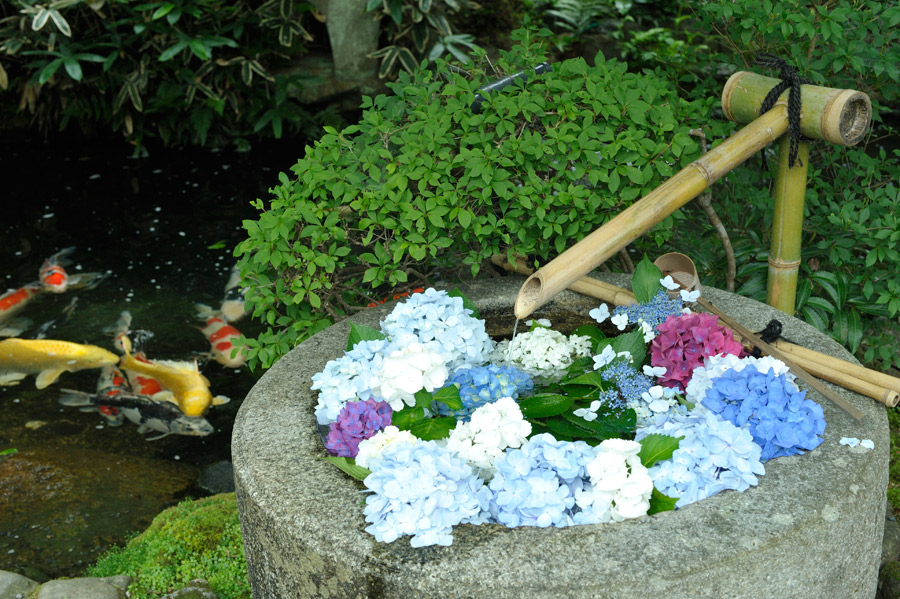 手水鉢を飾る紫陽花の花