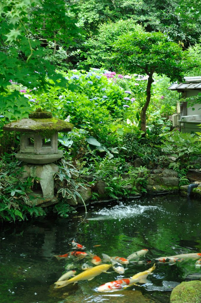 錦鯉の池の奥に見える紫陽花の丘