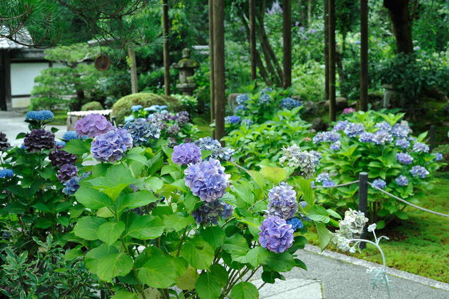 表庭の紫陽花の花