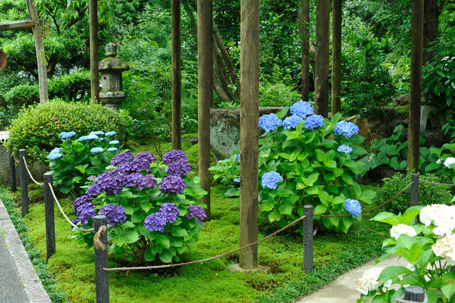 表庭の紫陽花