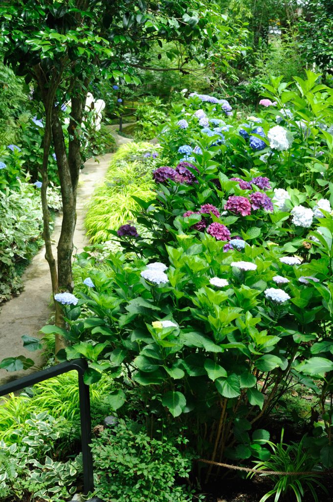 満開の紫陽花の丘