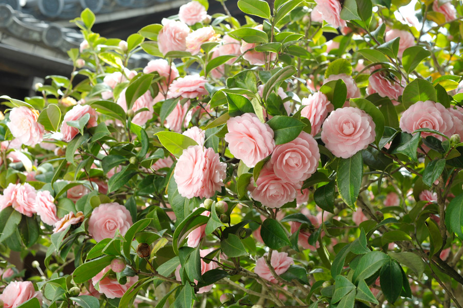 大方丈入口横の乙女椿の花