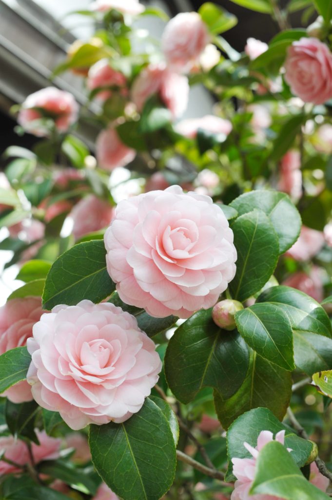 大方丈入口横の乙女椿の花