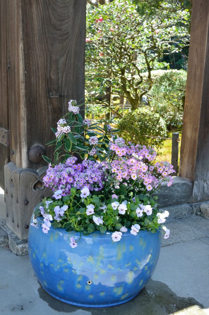 早春の青い火鉢の寄せ植えは、沈丁花、ビオラと桜草