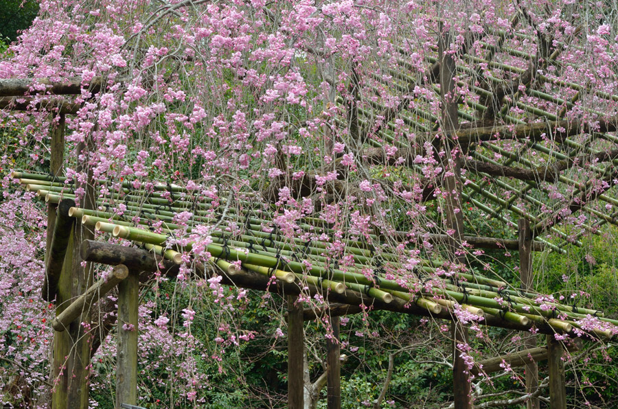 表庭のしだれ桜