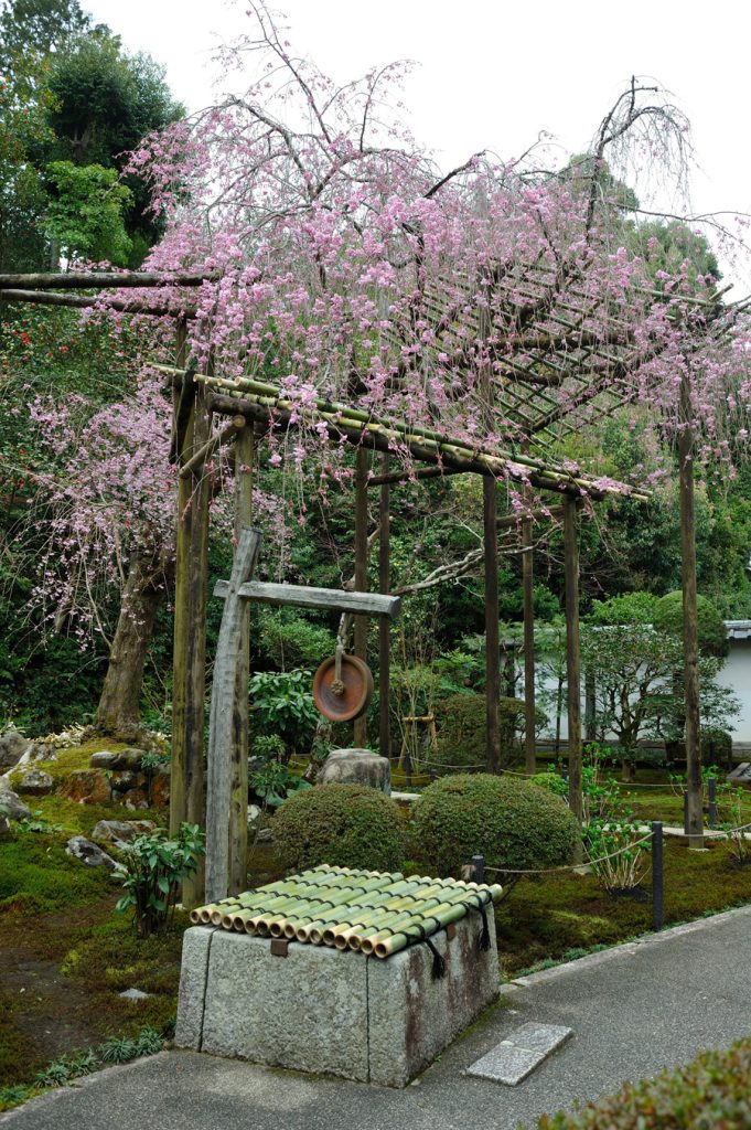 表庭のしだれ桜