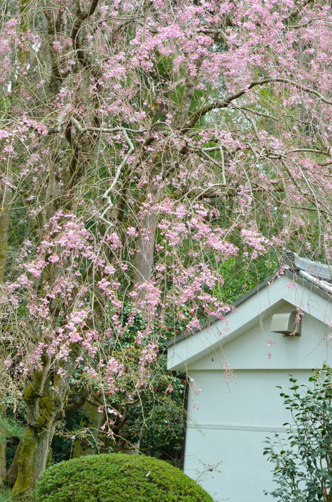 本堂裏のしだれ桜