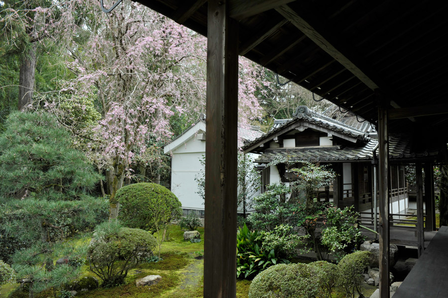 本堂裏のしだれ桜